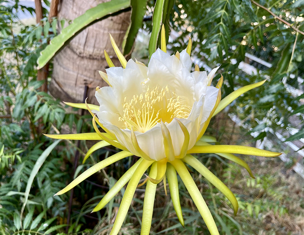 Pitaya In Bloom.