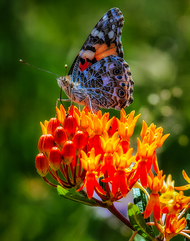 Painted Lady