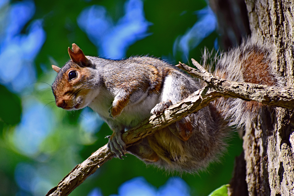 An Inquisitive Gray Squirrel