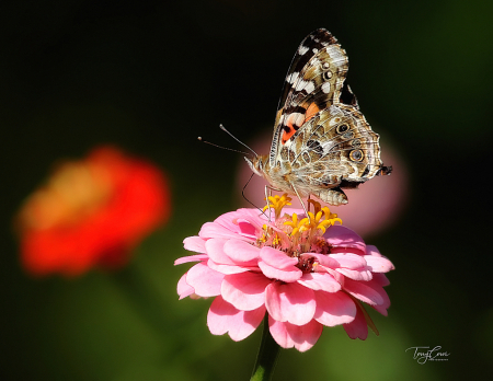 The Photo Contest 2nd Place Winner - Painted Lady