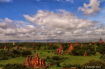 Bagan view