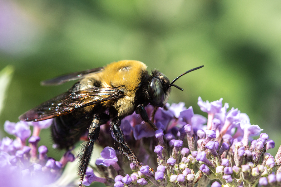 Carpenter Bee 