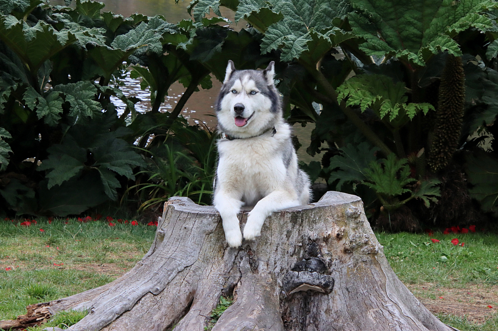 Pup in the Park