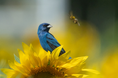Birds and the Bees and the Sunflower Seeds