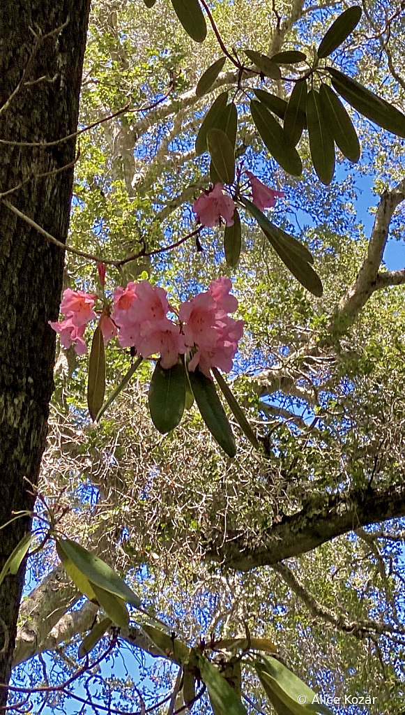 Highwire Camellias - ID: 15945197 © Alice Kozar