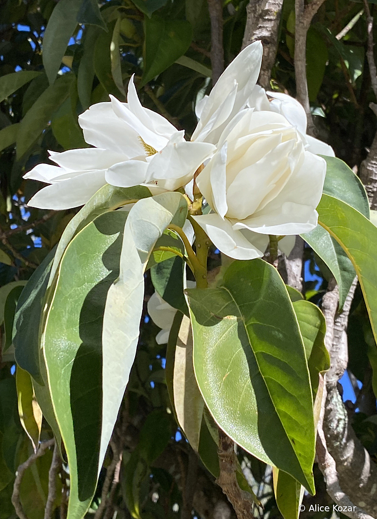 Nature's bridal bouquet - ID: 15945209 © Alice Kozar