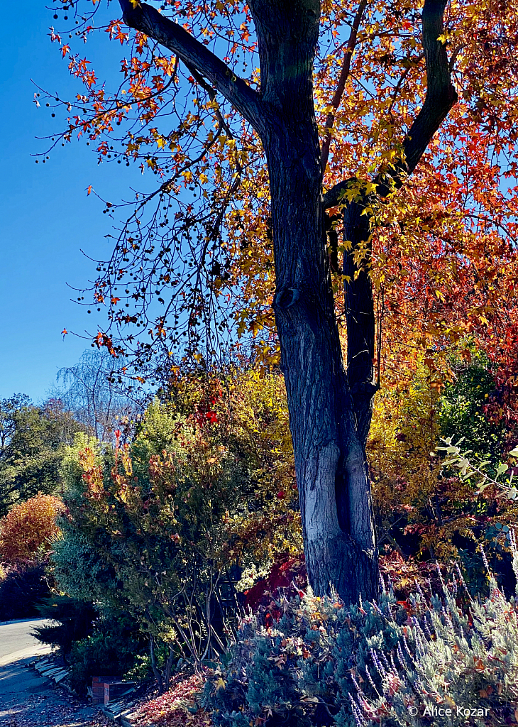 Rainbow Colors - ID: 15945215 © Alice Kozar