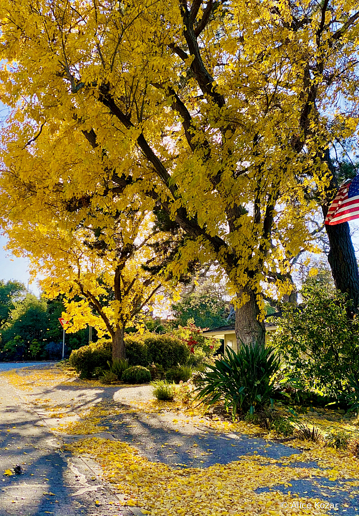 Showeringgoldenleaves - ID: 15945221 © Alice Kozar