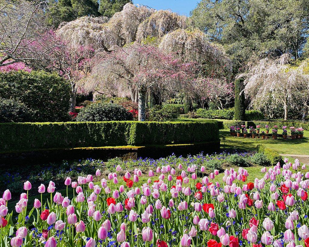 The dance of blossoms - ID: 15945226 © Alice Kozar