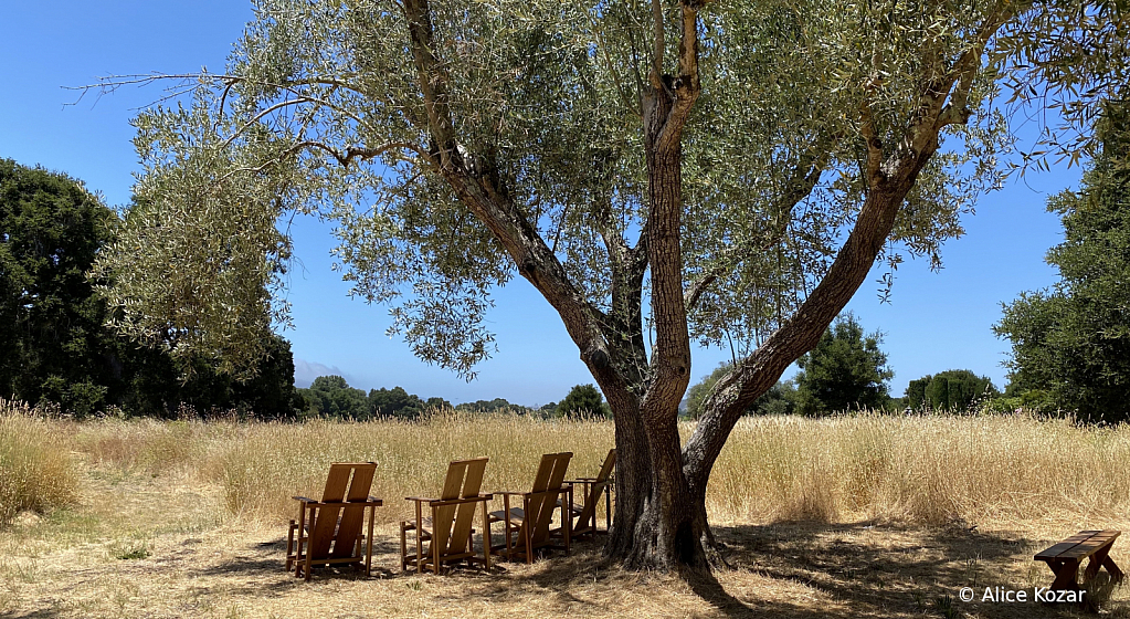 Waiting for Sunset - ID: 15945228 © Alice Kozar