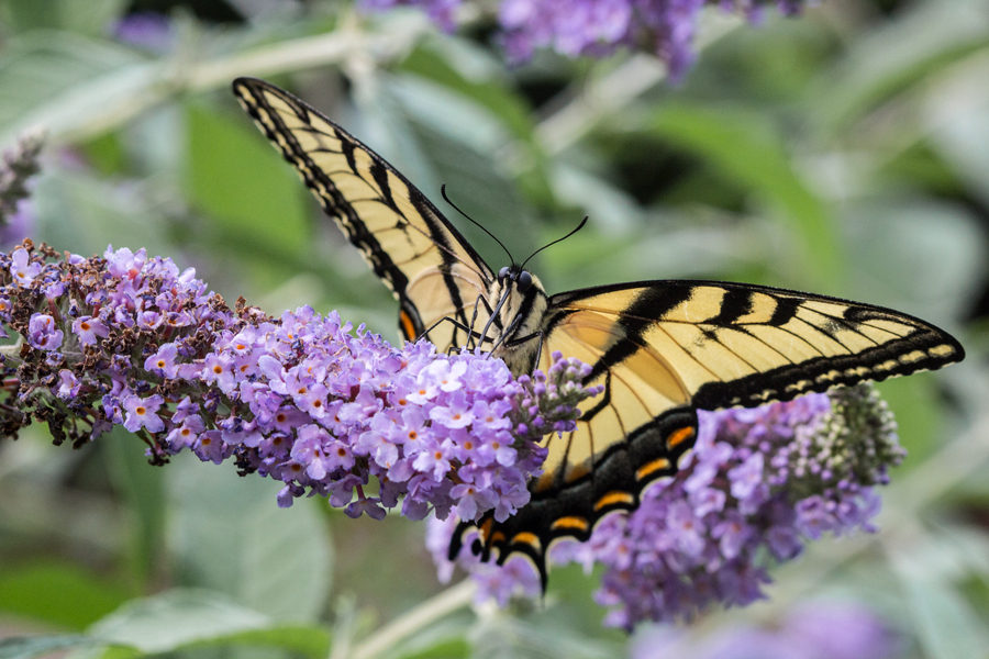 Eastern Tiger Swallowtail