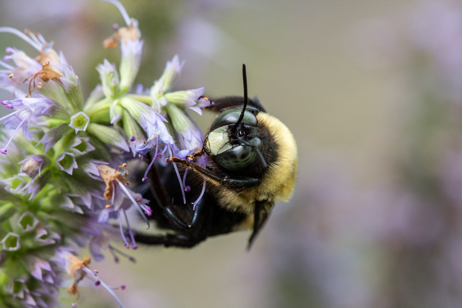 Carpenter Bee