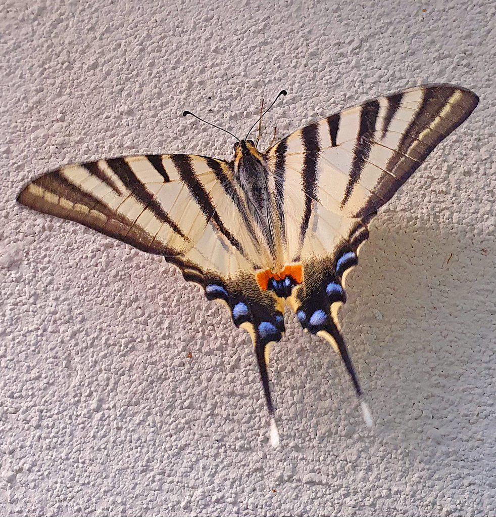 Papilio butterfly on rest.