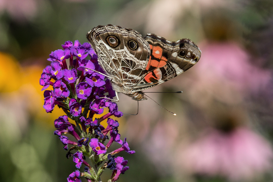 American Painted Lady 