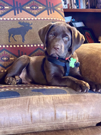 Buck Thinks It’s His Chair!