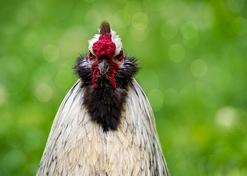 Angry Rooster