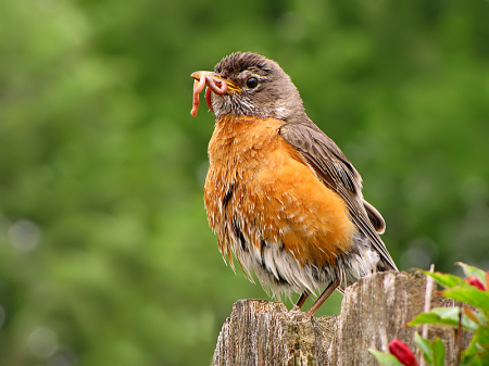 Robin With a Treat