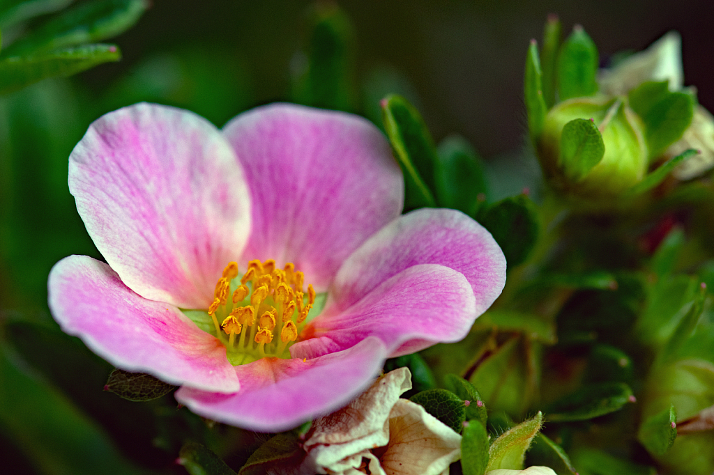 A Small Beauty in the Garden