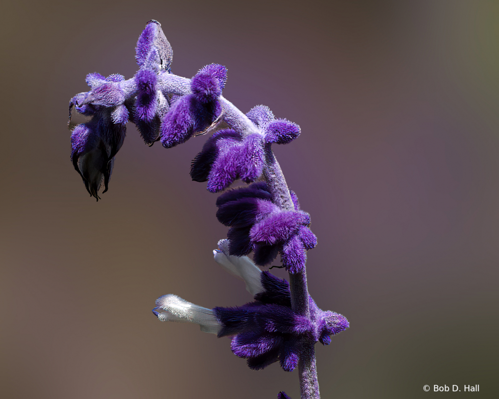 Purple Stem