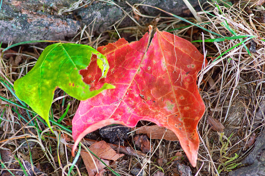 Evidence of Changing Seasons