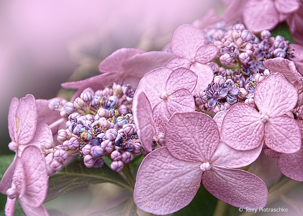 Tiny Garden Jewels