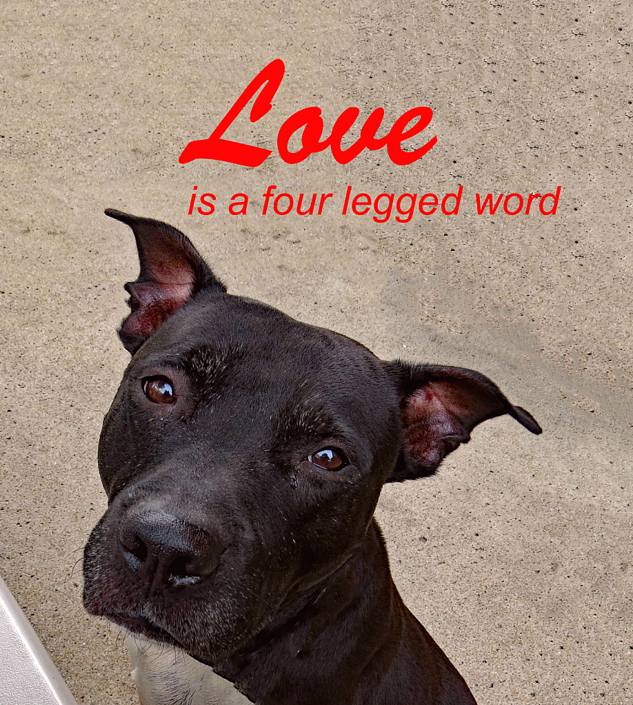 Love Is A Four Legged Word