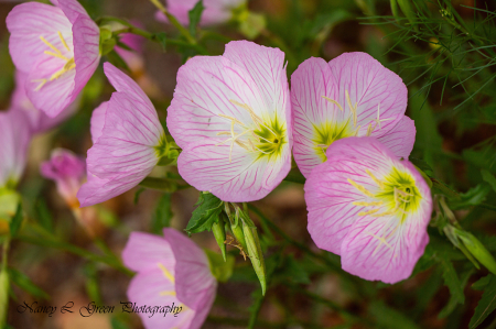 Spring Flowers