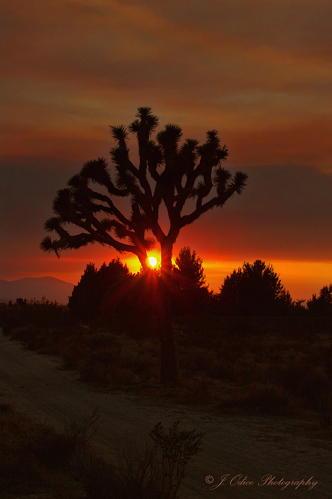 Wildfire Sunset