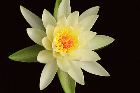 White Water Lily