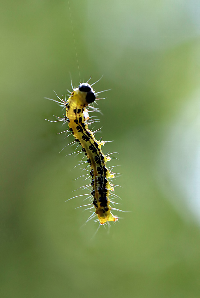 Caterpillar