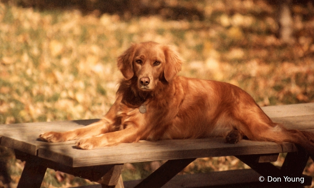 Lady Amber