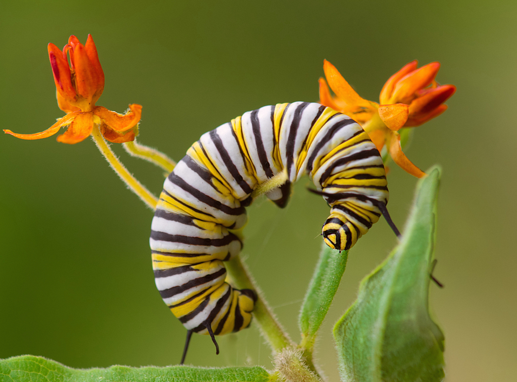 Monarch Caterpillar Munching on a Milkweed
