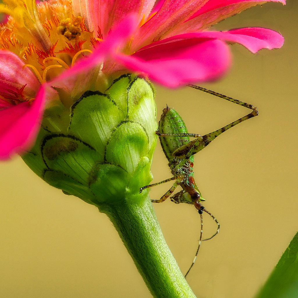 Posing - ID: 15946129 © Janet Criswell