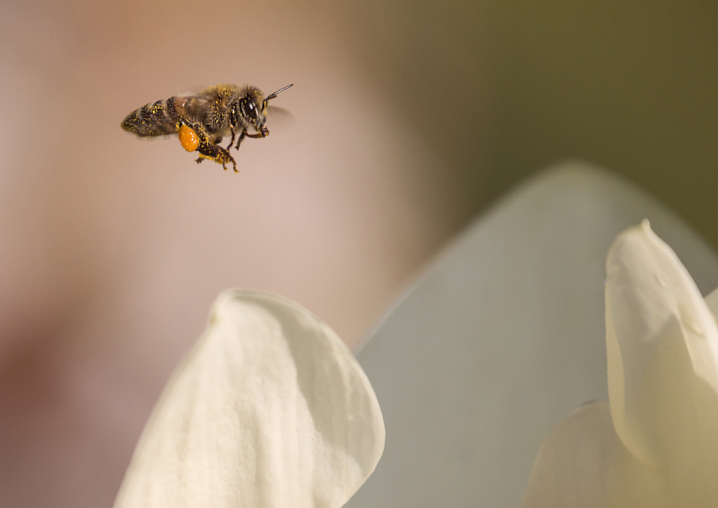 Pollen Collector