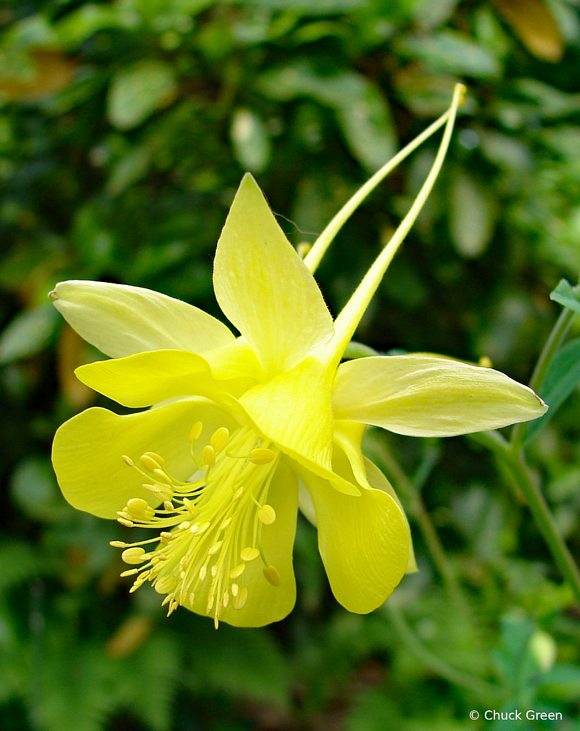 Golden Columbine