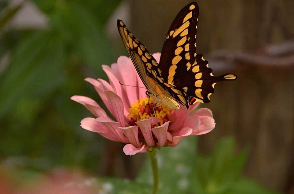 Butterfly in Pink Flowers G. G. Leger