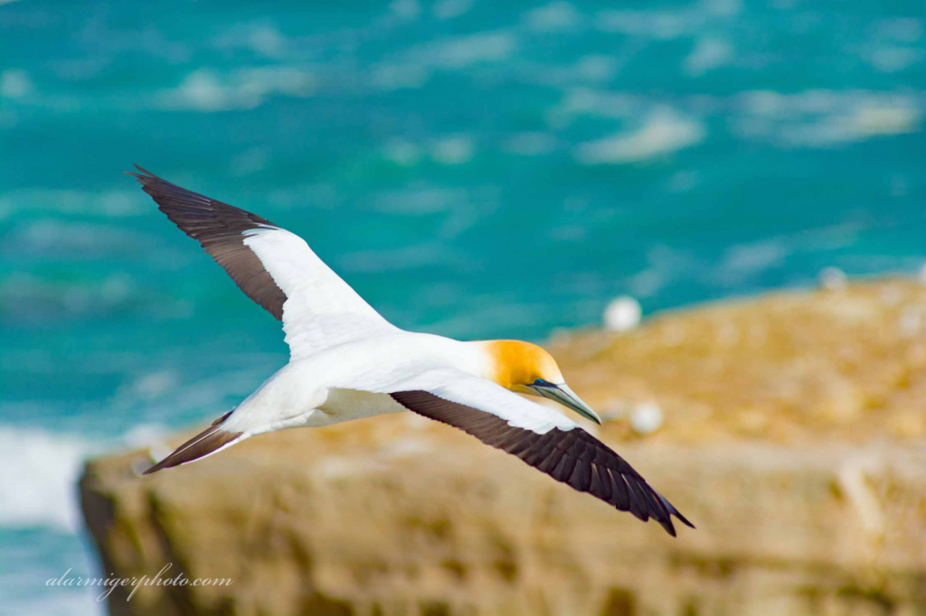 DSC_5050_BIRD finding home. - ID: 15946274 © al armiger