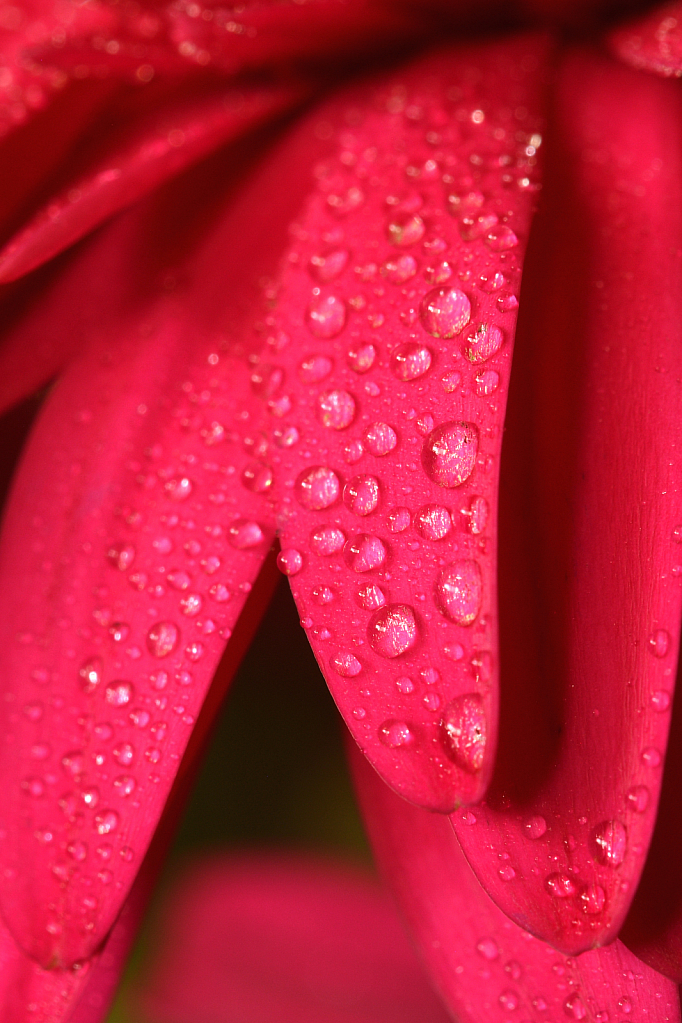 Water Droplets 1 - ID: 15946317 © Magdalene Teo