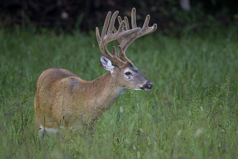 Buck 94 - ID: 15946469 © Donald R. Curry