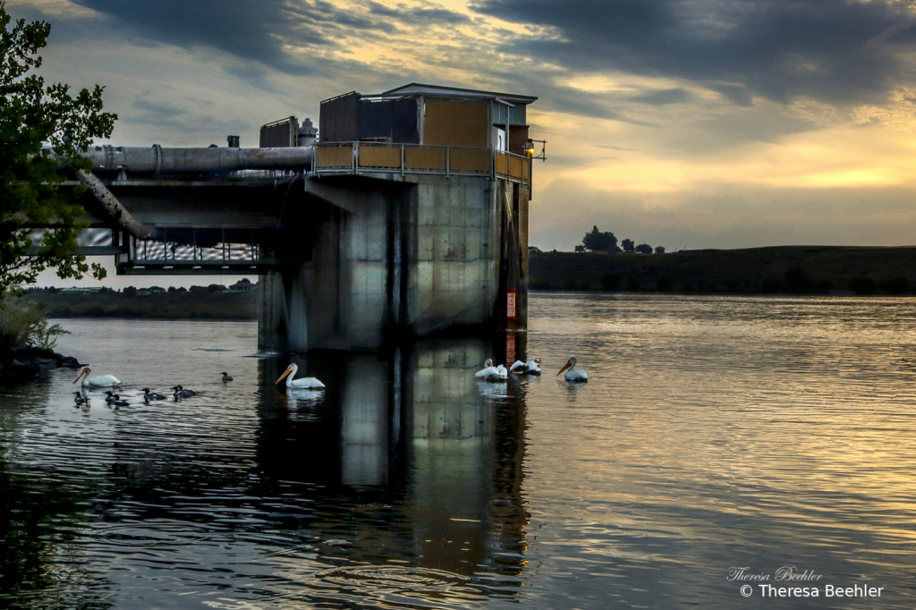 Pelicans at Dawn