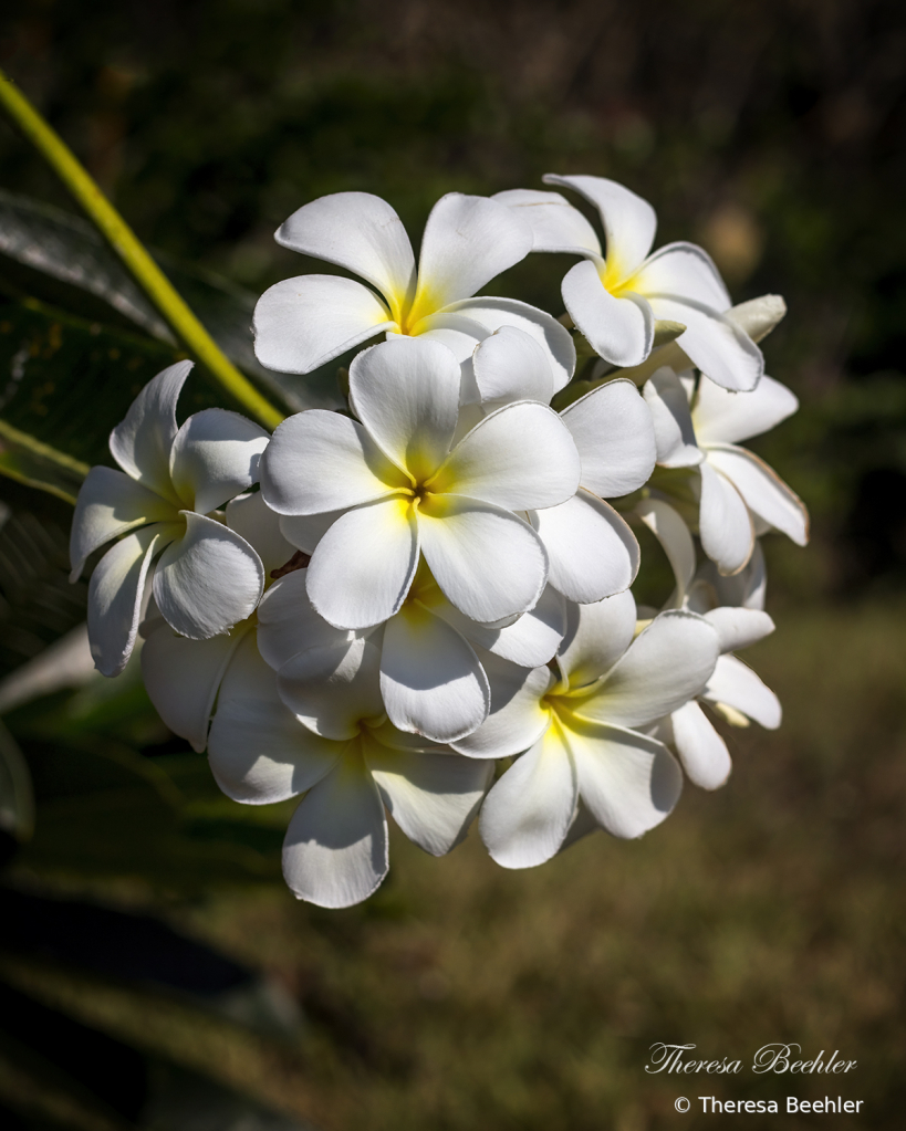 Ball of Tropical Flower