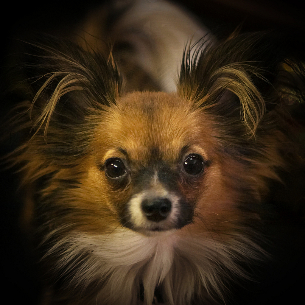 Portrait of BunBun - ID: 15946335 © Janet Criswell