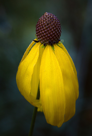 Morning Dew