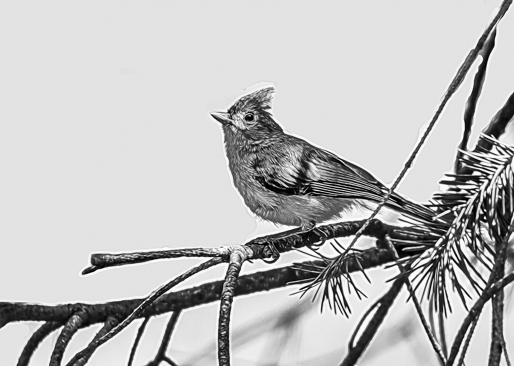 Titmouse In A Tree