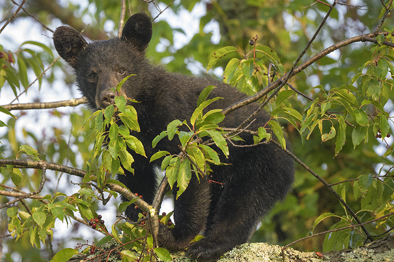 Bear Cub 23 - ID: 15946369 © Donald R. Curry