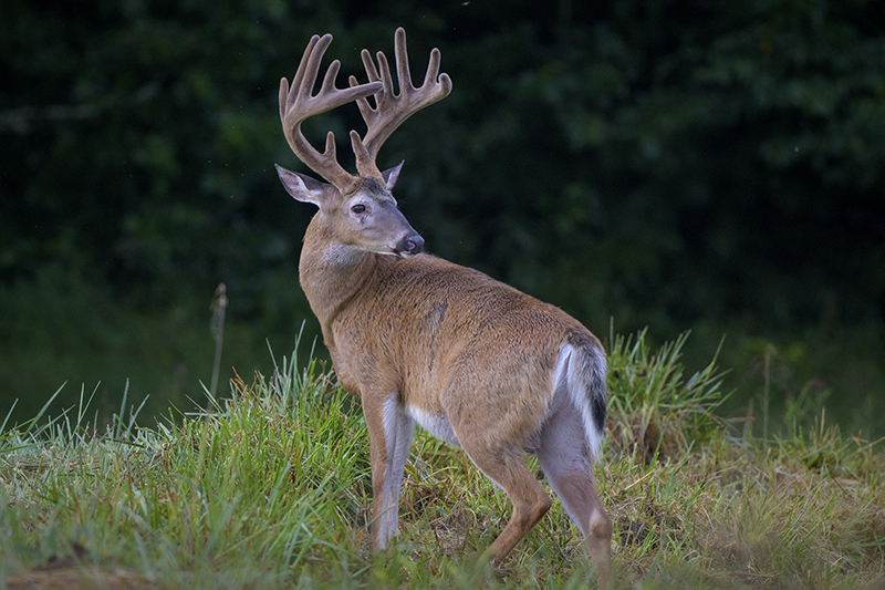 Buck 92 13 Point - ID: 15946370 © Donald R. Curry