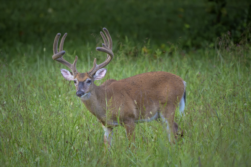 Buck 93 - ID: 15946371 © Donald R. Curry