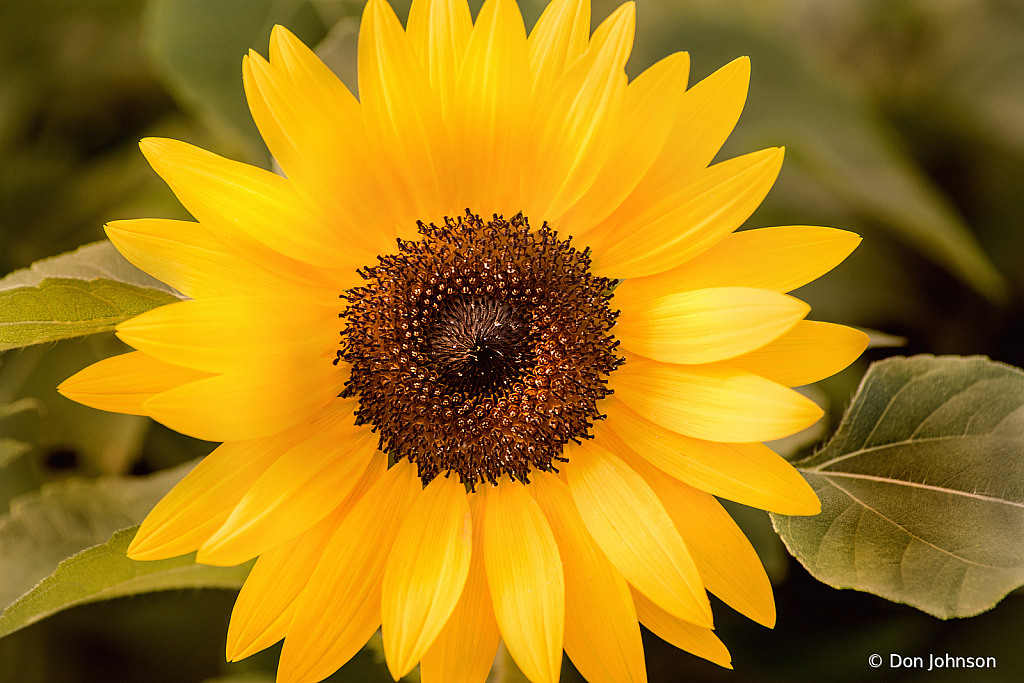 PGC Super Sunflower 8-30-20 189 - ID: 15946575 © Don Johnson