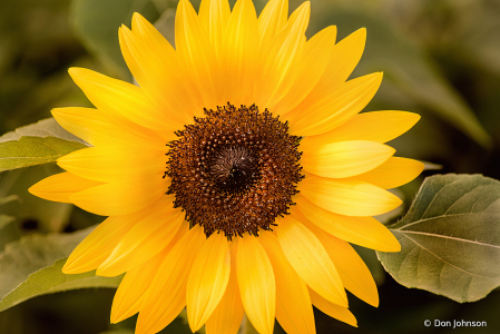 PGC Super Sunflower 8-30-20 189