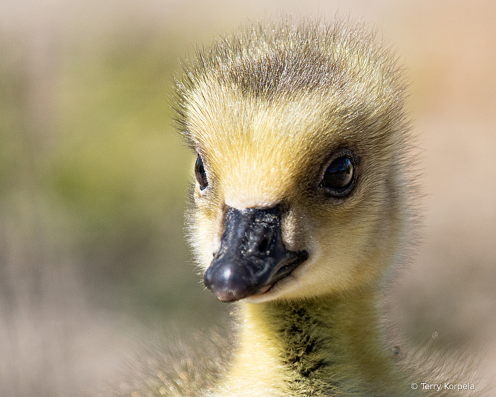 Gosling Portrait    - ID: 15946513 © Terry Korpela